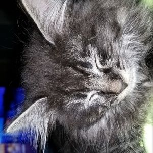 Meet your Posher, Charlie